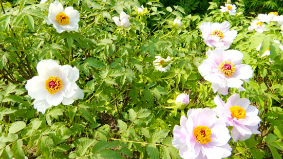 /uploads/image/2022/04/13/7bfb5937d712d522218b7431f279da21.png 微信截图_20220413094733.png