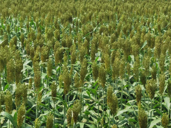 /uploads/image/2022/12/01/2cadf5cd08f940c53fbfc0cb07b06707.png 微信截图_20221201153849.png