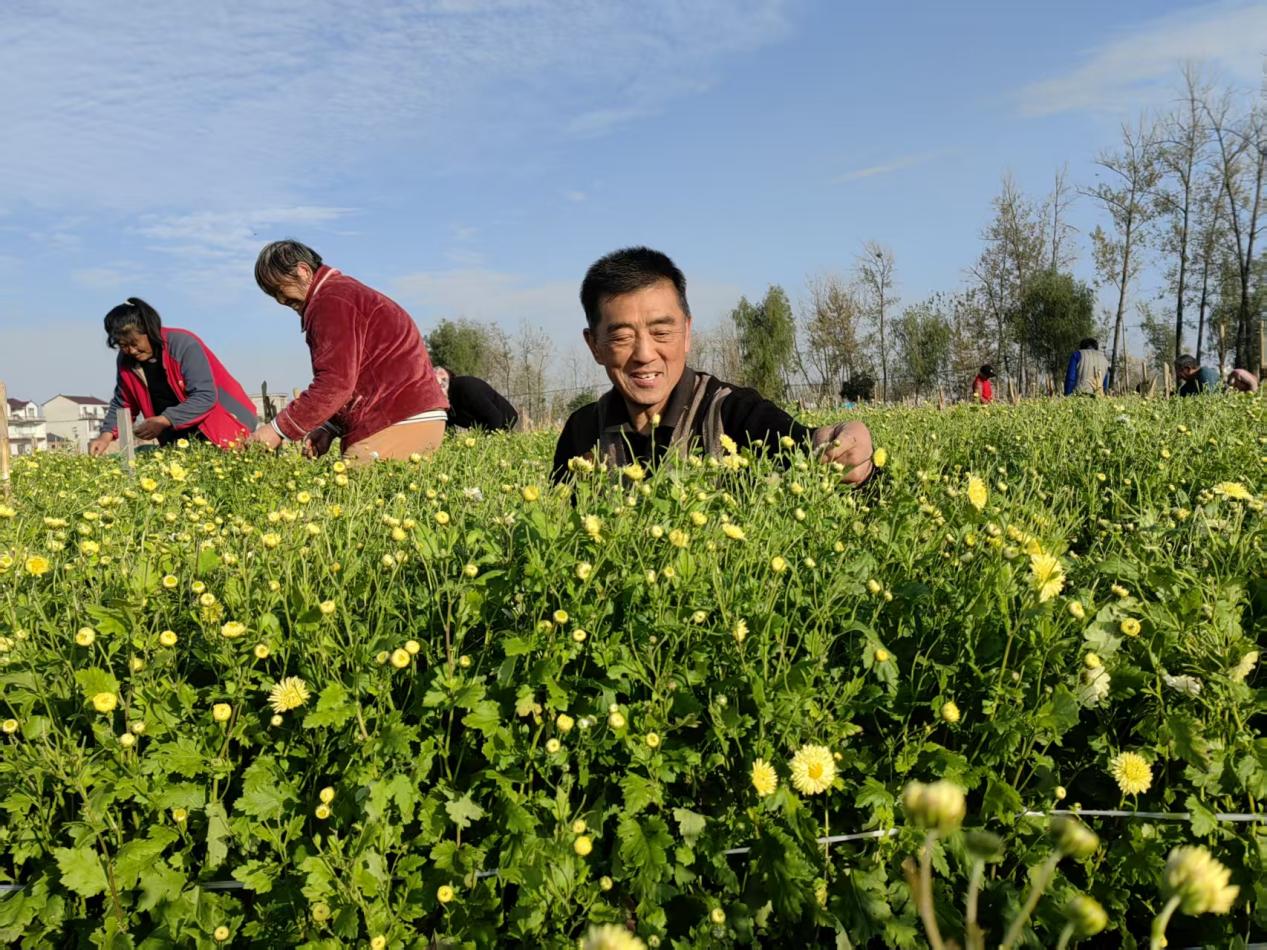 灵璧高楼镇：小菊花绽放乡村振兴“大产业”